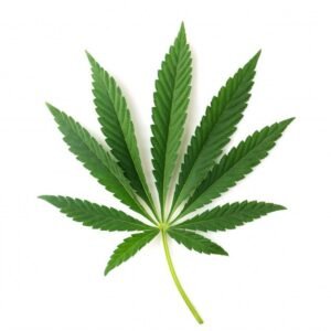 cbd